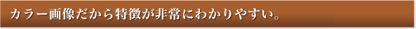 カラー映像だと特徴が非常にわかりやすい