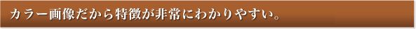 バリフォーカルレンズを搭載