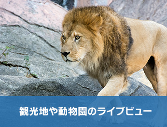 観光地や動物園のライブビューに活用