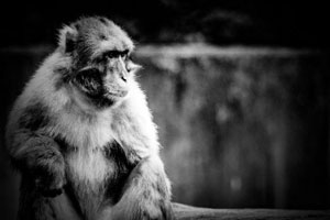 動物