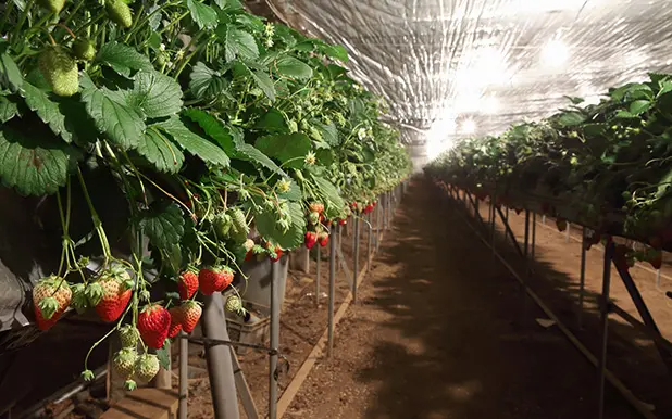 青果・植物の生長状態を夜でもフルカラーで観察する
