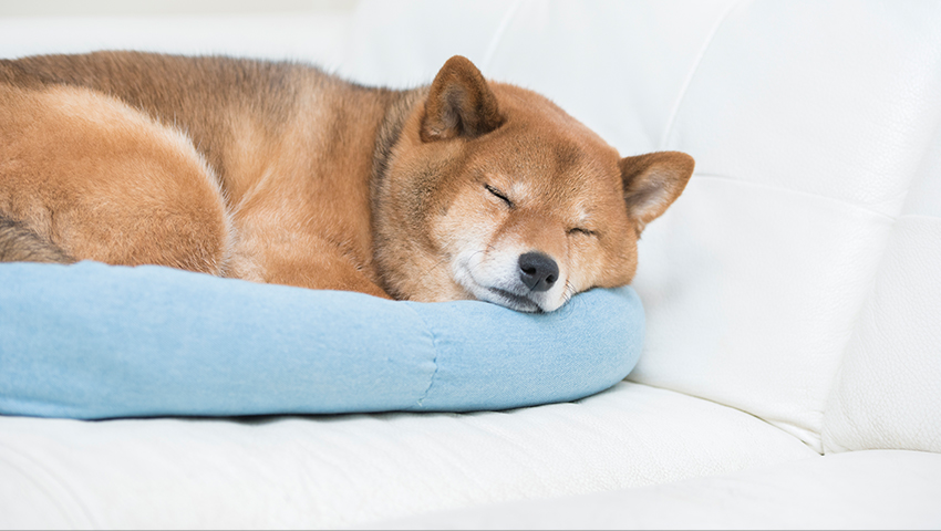 犬や猫を飼っている家庭で注意したいポイント