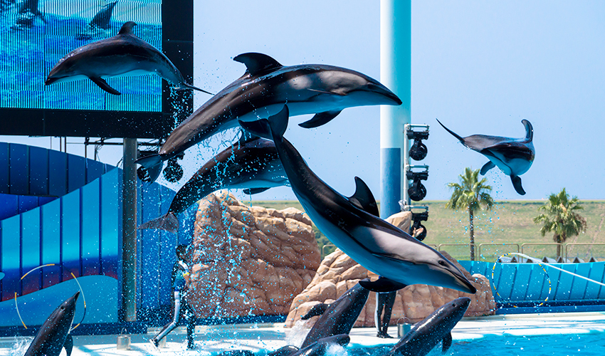 ライブカメラを導入する水族館が増えている