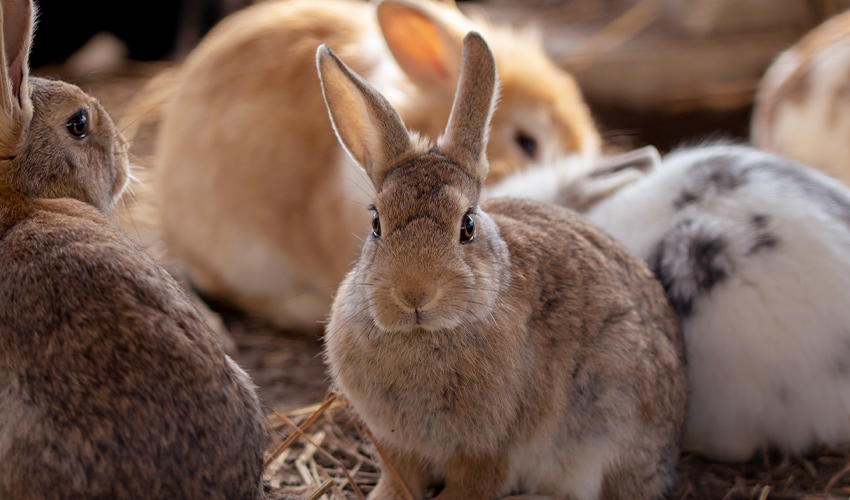 監視カメラで飼育小屋の動物を守る