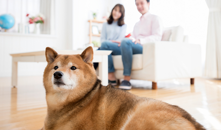 思い立ったらすぐ設置!工事不要で防犯カメラを部屋に置こう