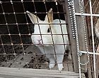  監視カメラで飼育小屋の動物を守る